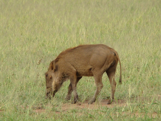 Warzenschwein