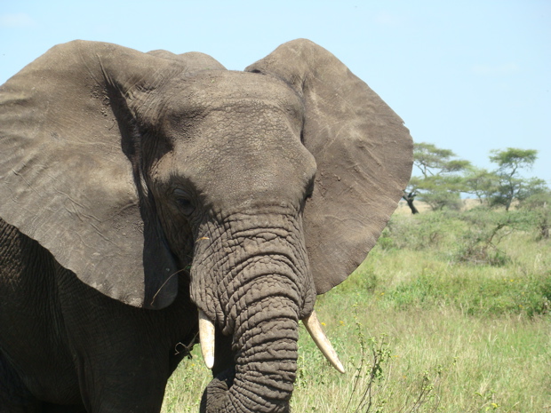 Loxodonta Africana Africana