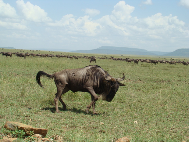 Weissbartgnus