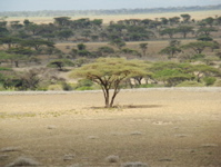 Schirmakazien
