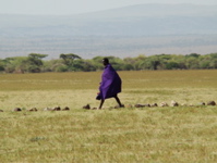 Massai Hirte
