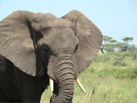 Loxodonta Africana Africana