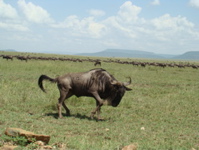 Weissbartgnus