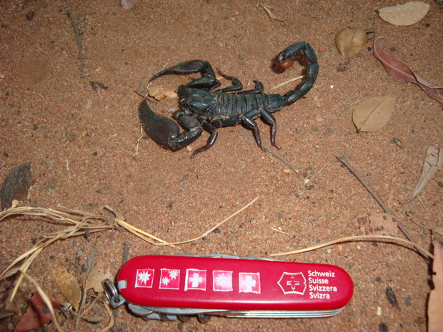 Skorpion