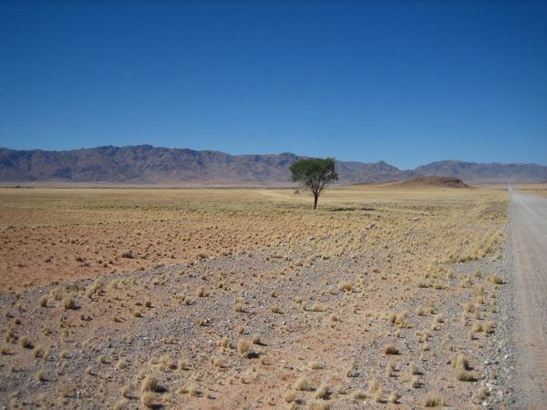 Baum in der W&uuml;ste